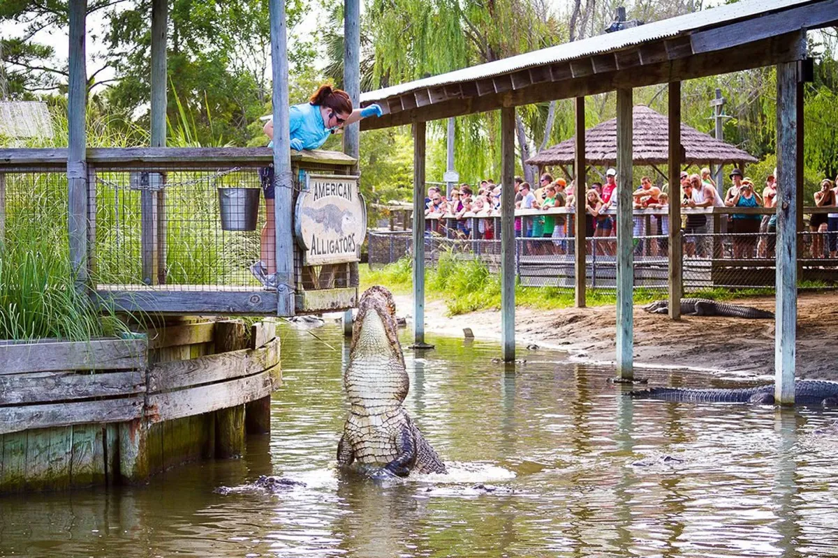 This energetic exterior shot showcases a live alligator feeding demonstration, with a woman feeding an alligator while an excited audience looks on. The scene captures both the thrill of close wildlife encounters and the educational aspects of the attraction.